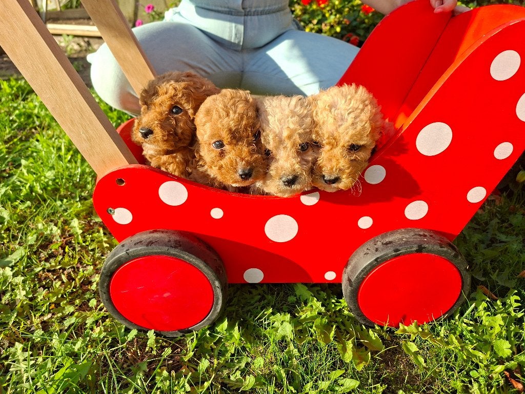 Pups Australian cobberdoodle x poedel, Overige rassen, 8 tot 15 weken, CDV (hondenziekte), Meerdere