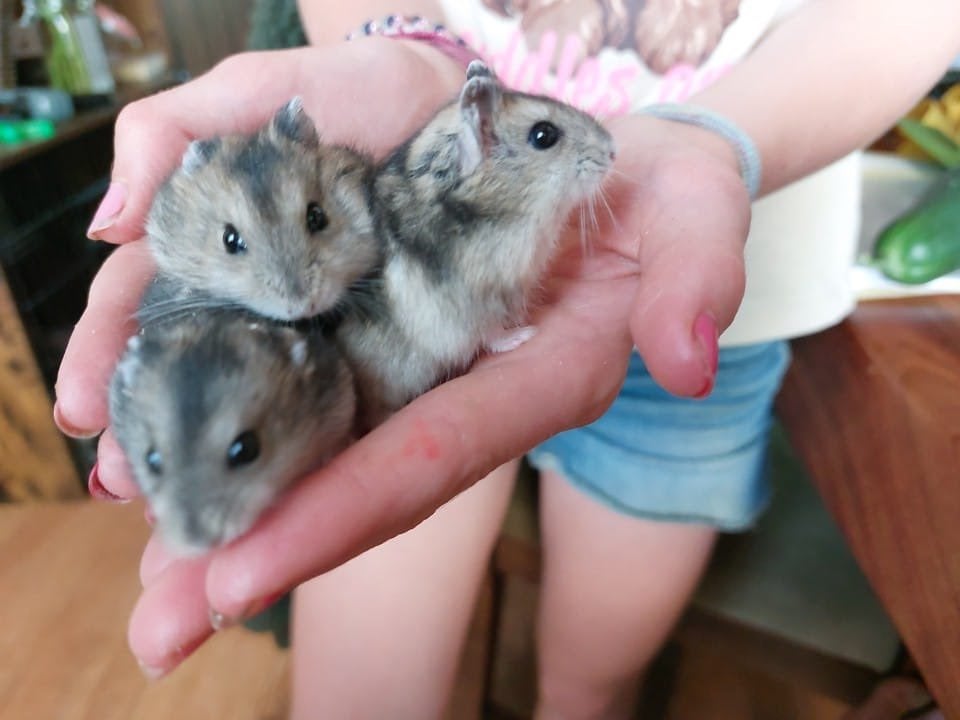 Hamster, Dieren en Toebehoren, Knaagdieren, Hamster, Juni, Meerdere dieren, Tam