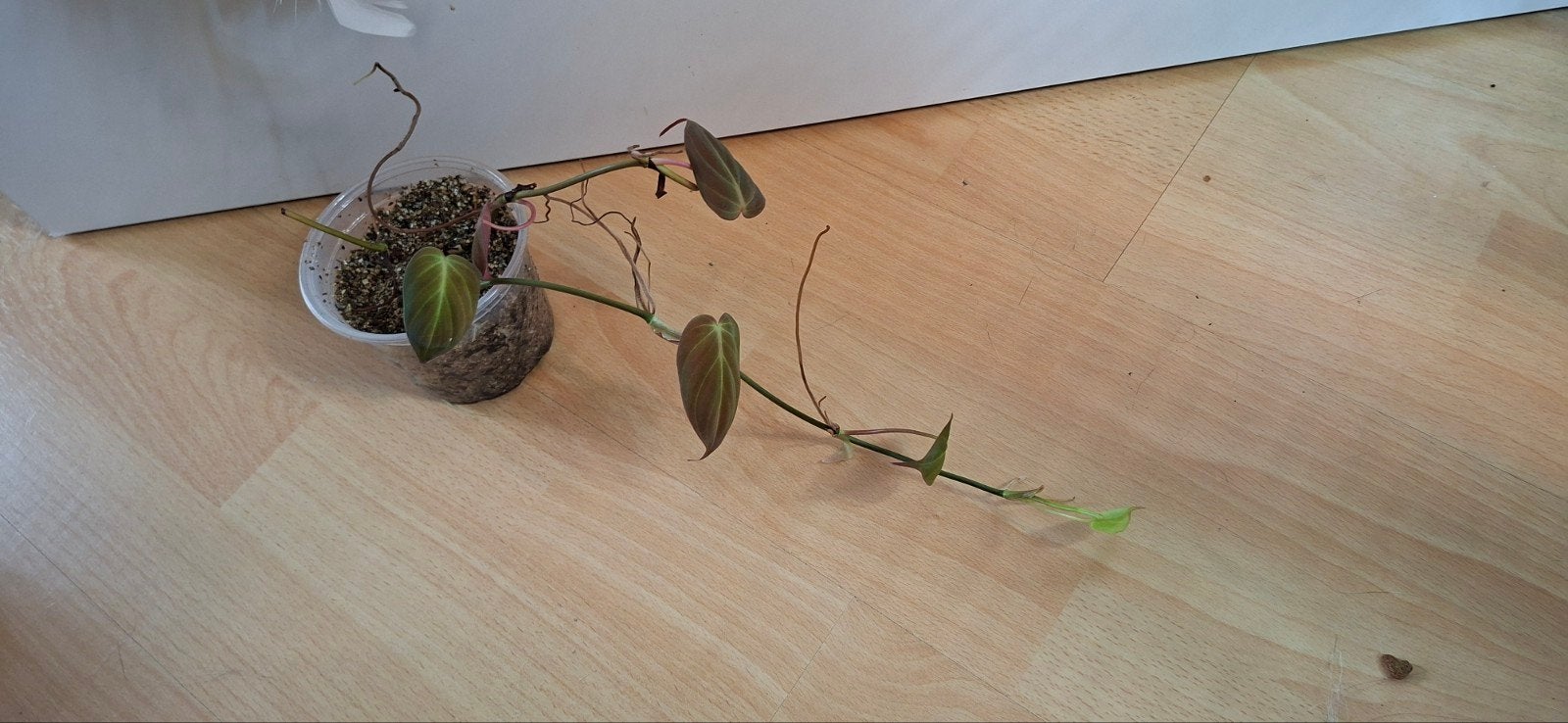 2 stekken philodendron micans variegata, Huis en Inrichting, Kamerplanten, Ophalen