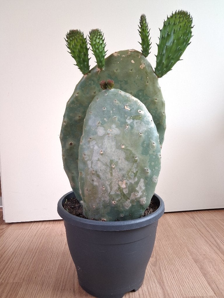 Opuntia Ficus Indica / Vulgaris - Vijgencactus H: 60 cm., Ophalen, Cactus, Minder dan 100 cm, Volle zon