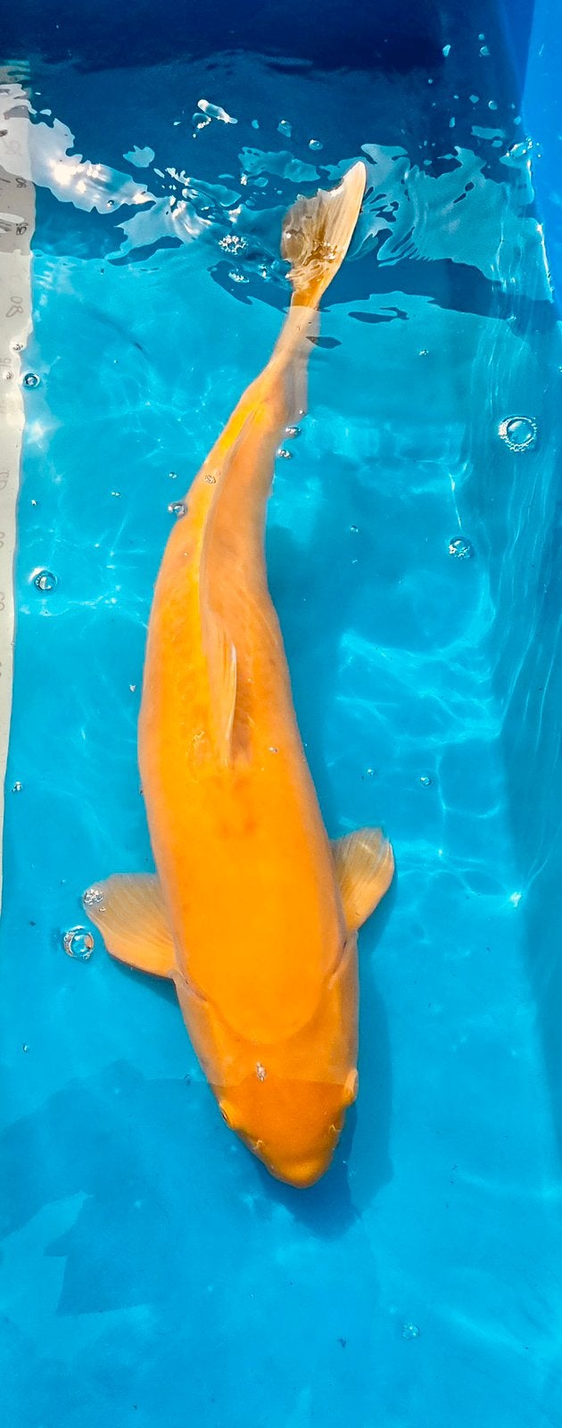 Japanse koi, Doitsu Karashigoi Konishi, Karper of Koi