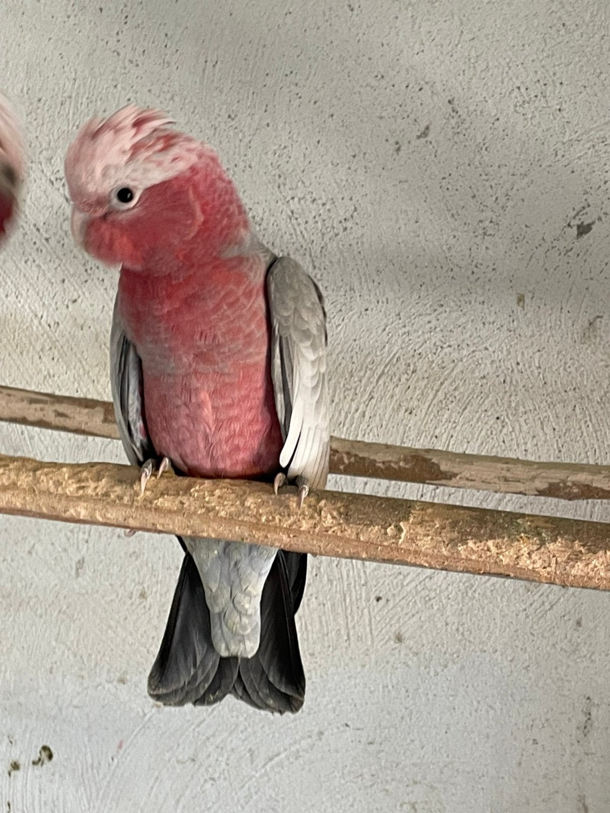 Jonge rosé kaketoe, Geslacht onbekend, Papegaai