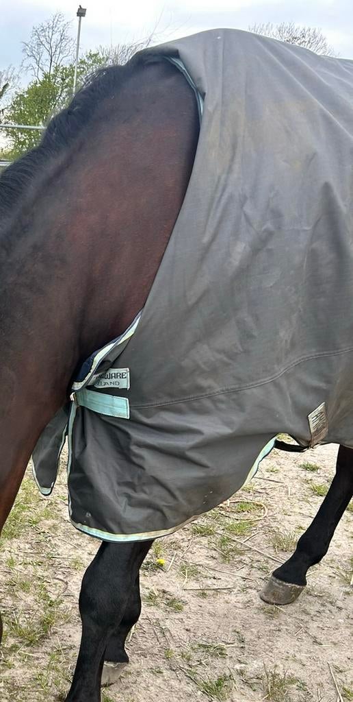 Amigo 50 gr fleece 6,6 198/145 niet gewassen, Dieren en Toebehoren, Paarden en Pony's | Dekens en Dekjes, Gebruikt, Ophalen of Verzenden