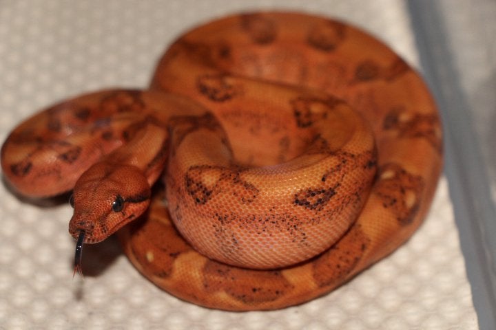 Jonge Boa Constrictor’s Boa Constrictor - unknown for sale from Future Boa’s