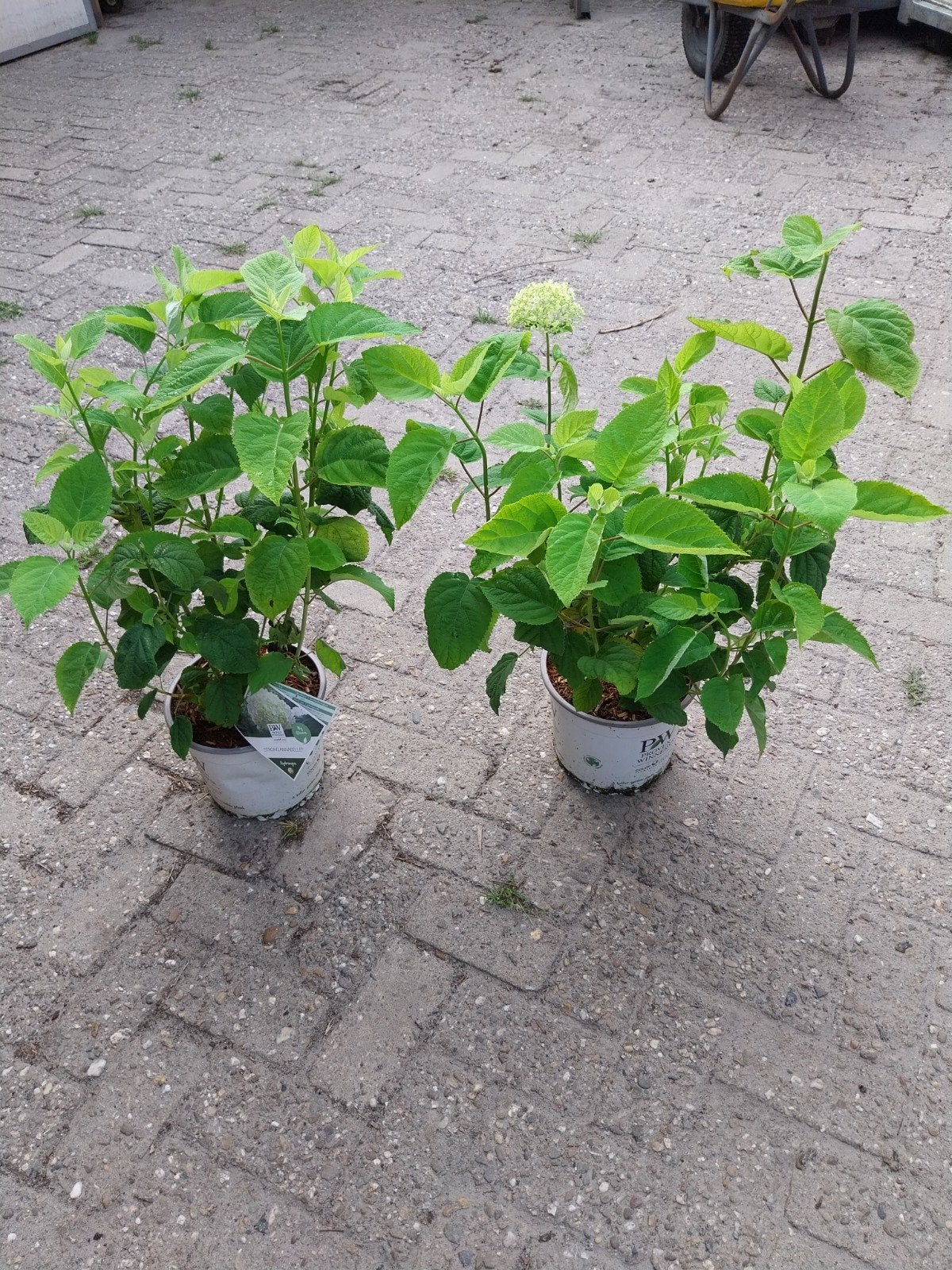 Hortensia Strong Annabelle in 5 liter potten, Ophalen, Overige soorten, Halfschaduw