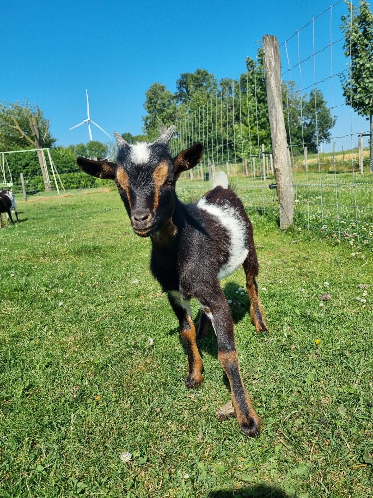 Knappe dwerggeitjes & loopeendjes te koop, Dieren en Toebehoren, Schapen, Geiten en Varkens, Mannelijk, Geit