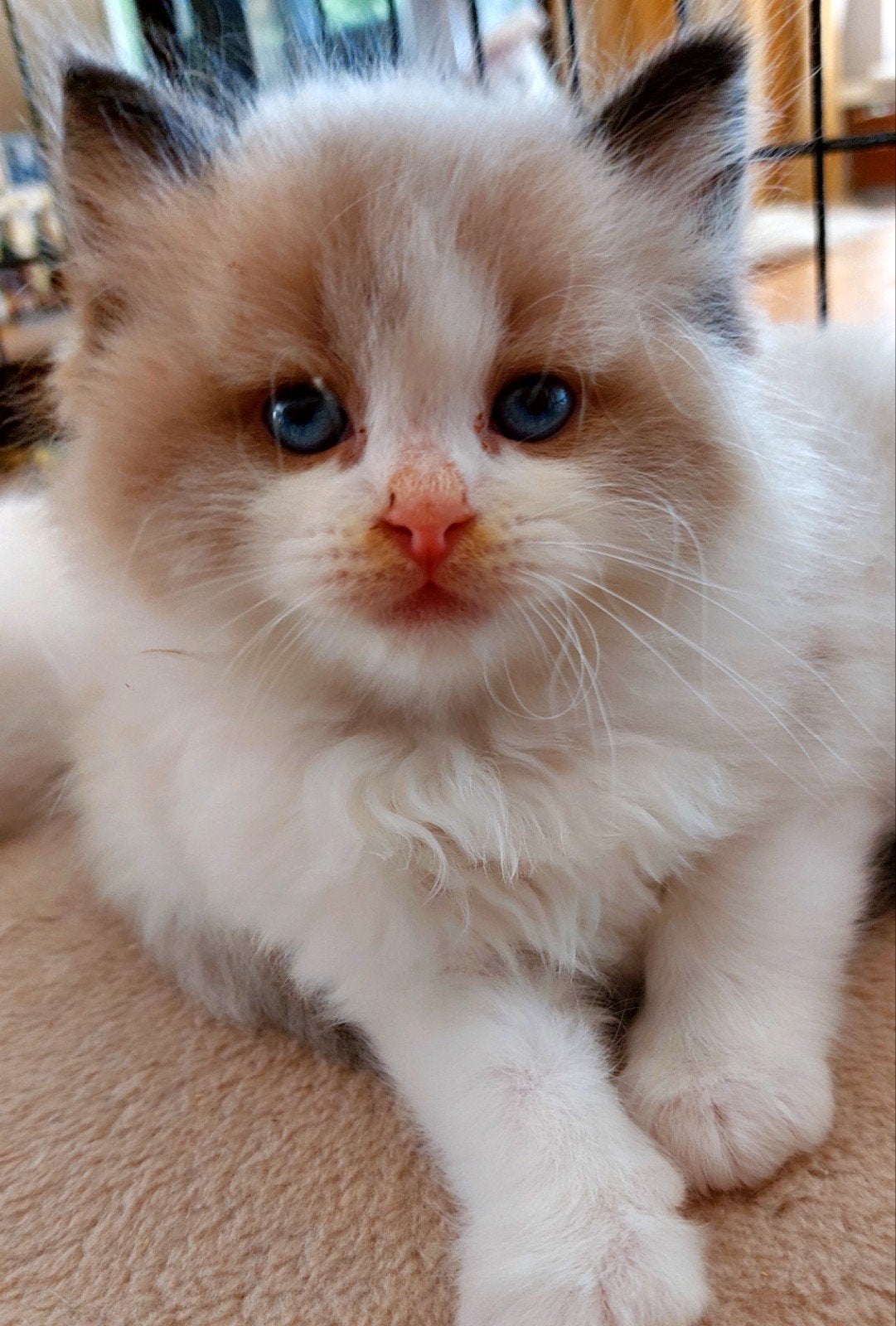 2 ragdoll kater kittens met stamboom, Meerdere dieren, Met stamboom, 0 tot 2 jaar