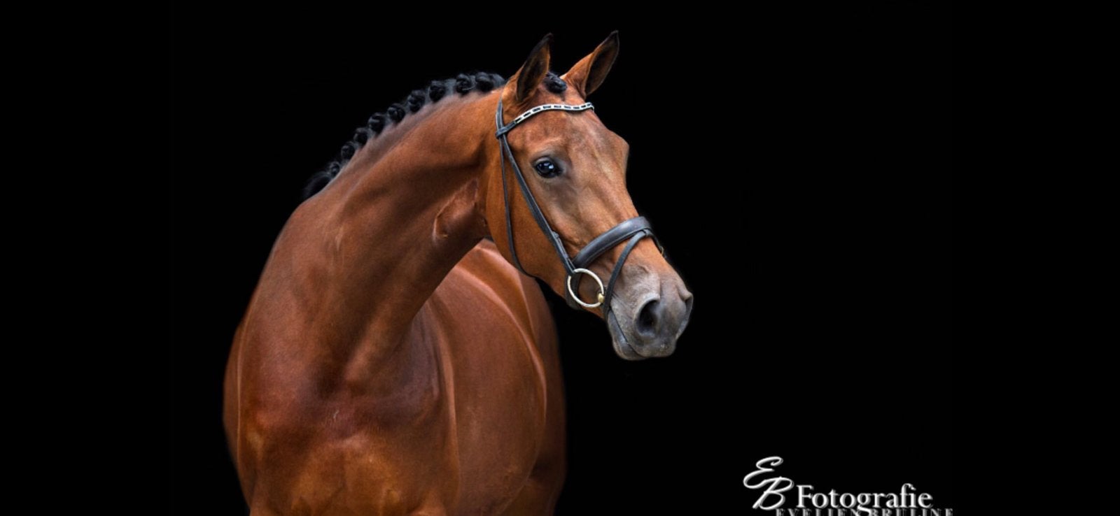 Zeer lieve en goed bewegende Elite merrie, Merrie, Met stamboom, L, 160 tot 165 cm