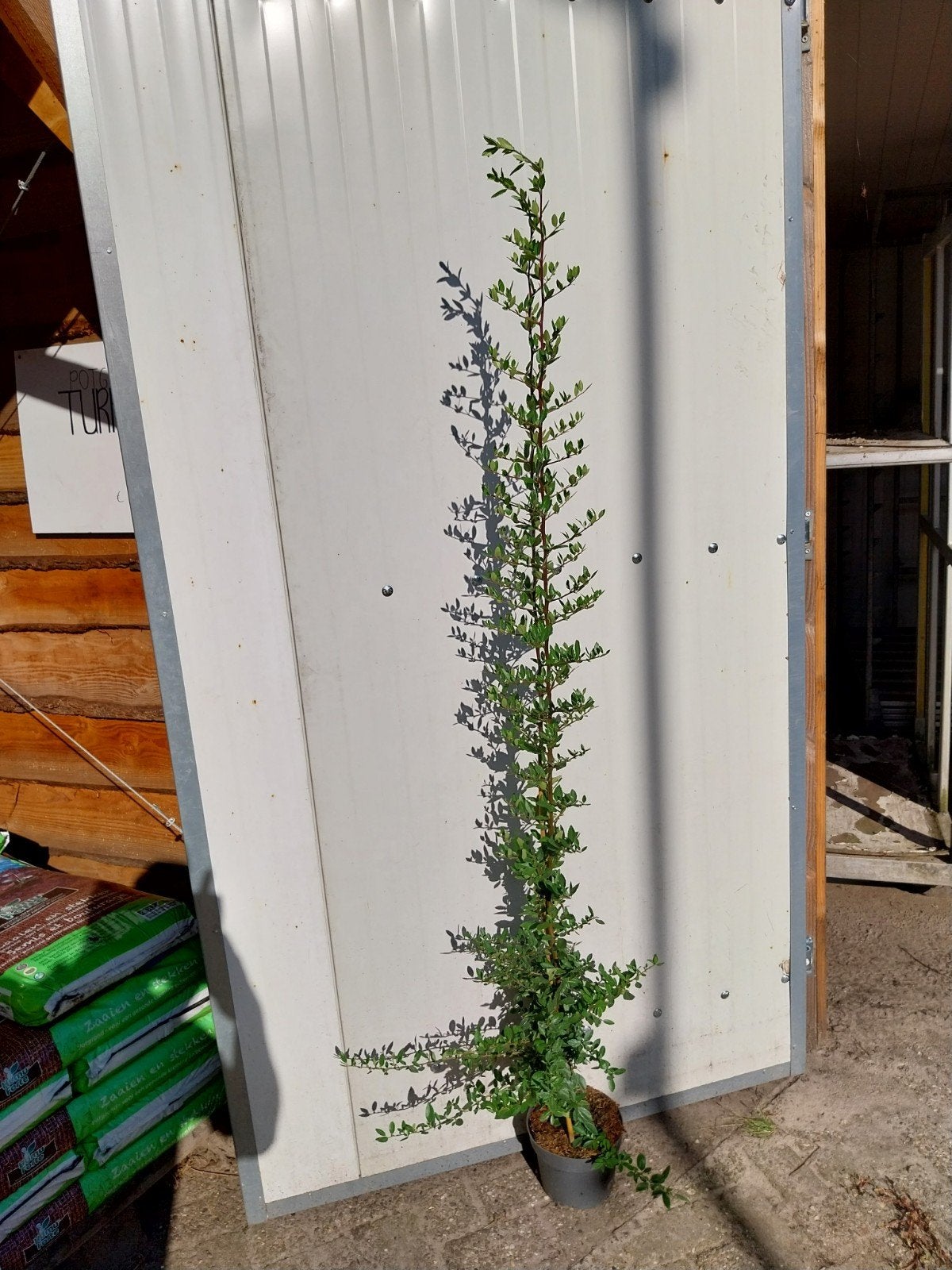 Grote Pyracantha Planten, vuurdoorn 150-175 cm Hoog, Volle zon, Vaste plant, Lente, Ophalen