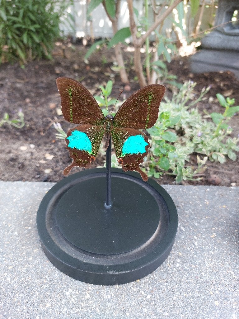 Papilio paris vlinder in stolp, Ophalen of Verzenden, Zo goed als nieuw, Insect, Opgezet dier