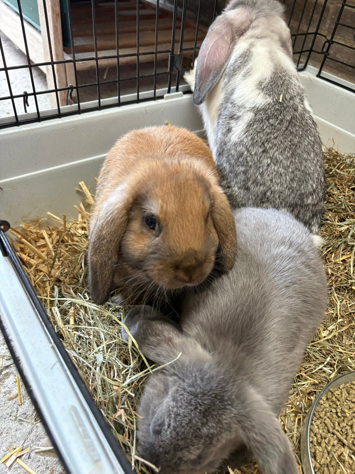 Jonge konijnen, Dieren en Toebehoren, Konijnen, Hangoor