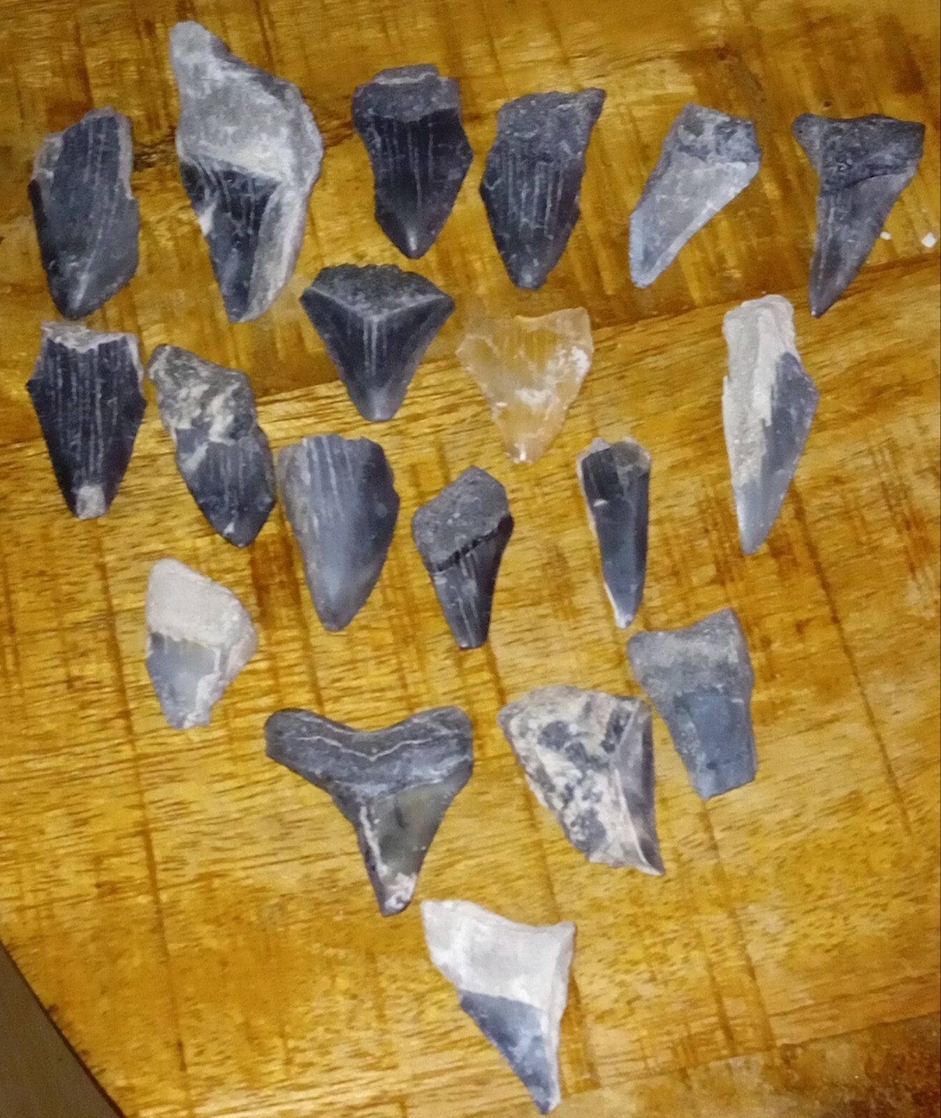 19x Megalodon tand fragmenten tussen 3.0cm t/m 5.8cm, Verzamelen, Ophalen of Verzenden, Fossiel