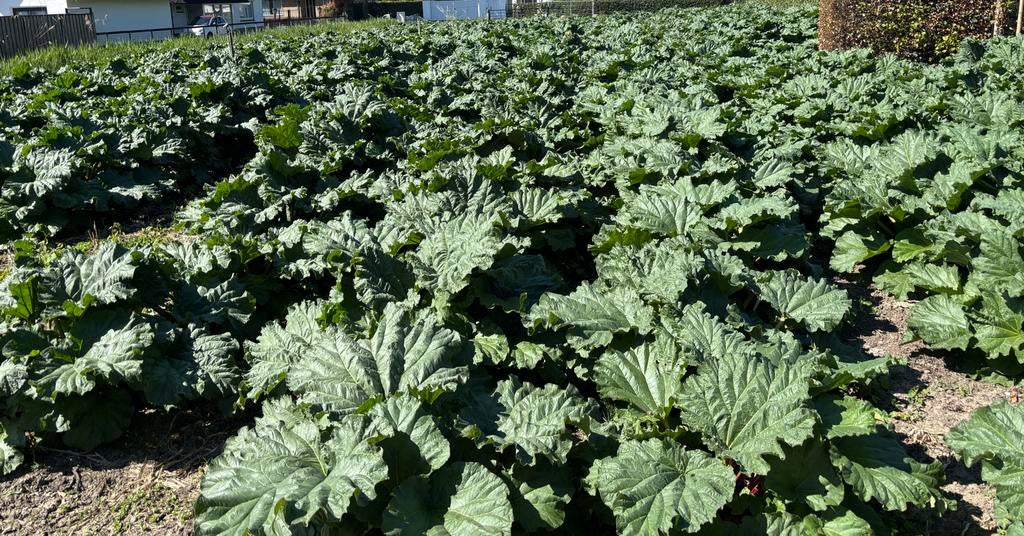 Agrarische grond gezocht: koop of pacht, Ophalen, 1 tot 5 ha, Akkerbouwbedrijf