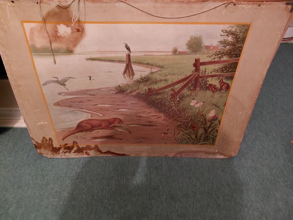 schoolplaat, Antiek en Kunst, Antiek | Schoolplaten, Ophalen of Verzenden, Natuur en Biologie