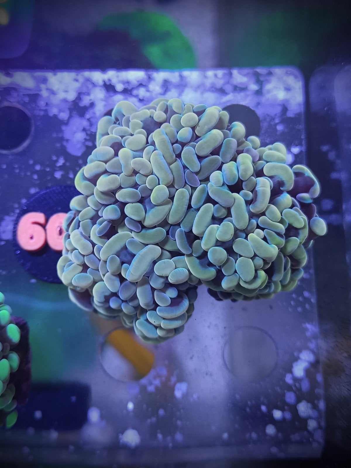 WYSIWYG gouden hamer, Dieren en Toebehoren, Vissen | Aquariumvissen, Zoutwatervis