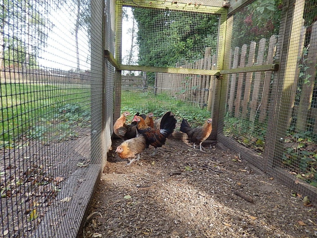 Hollandse Kriel, Meerdere dieren, Kip