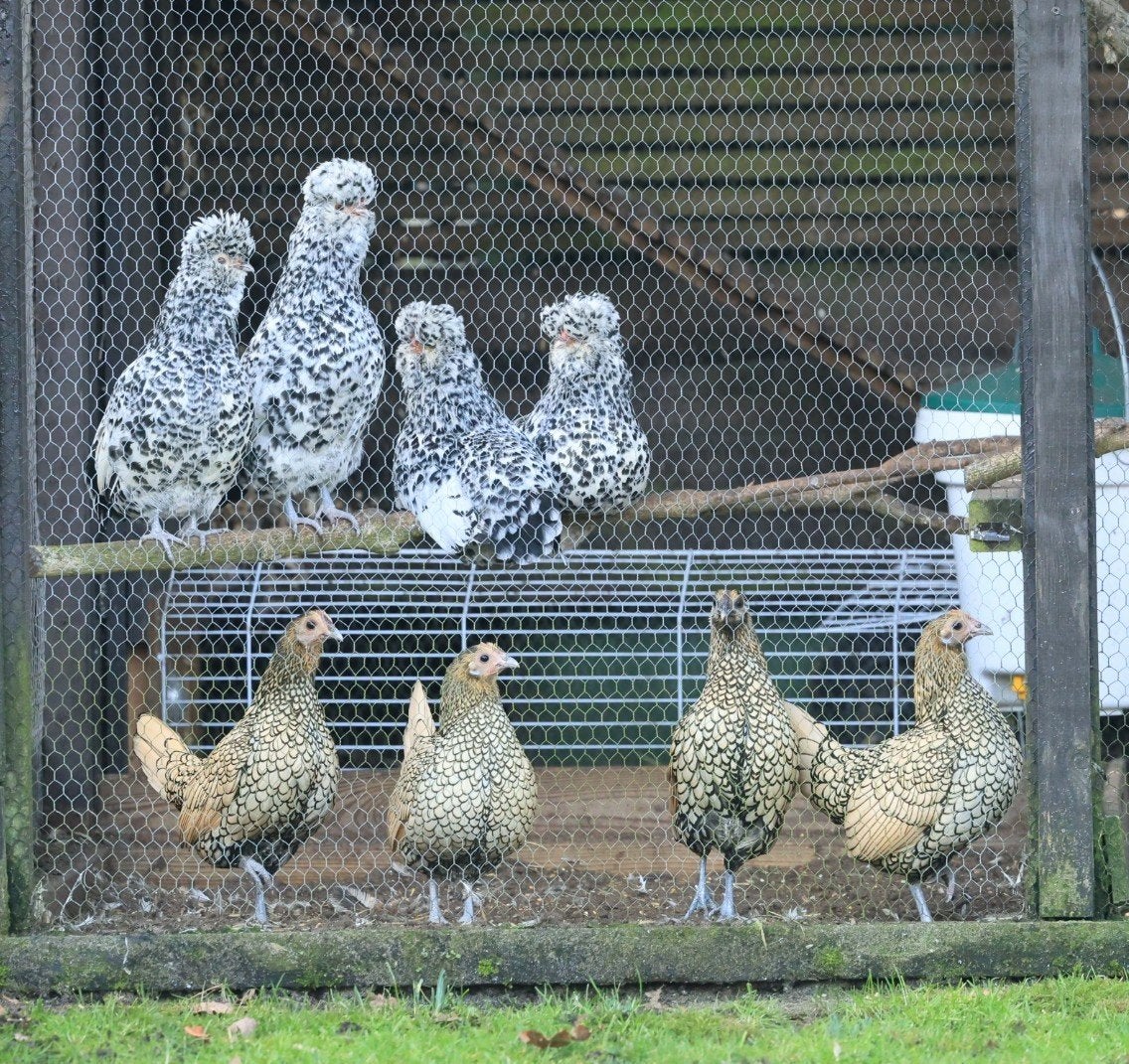 4 krielkippen Watermaalse krielkip, Vrouwelijk, Kip