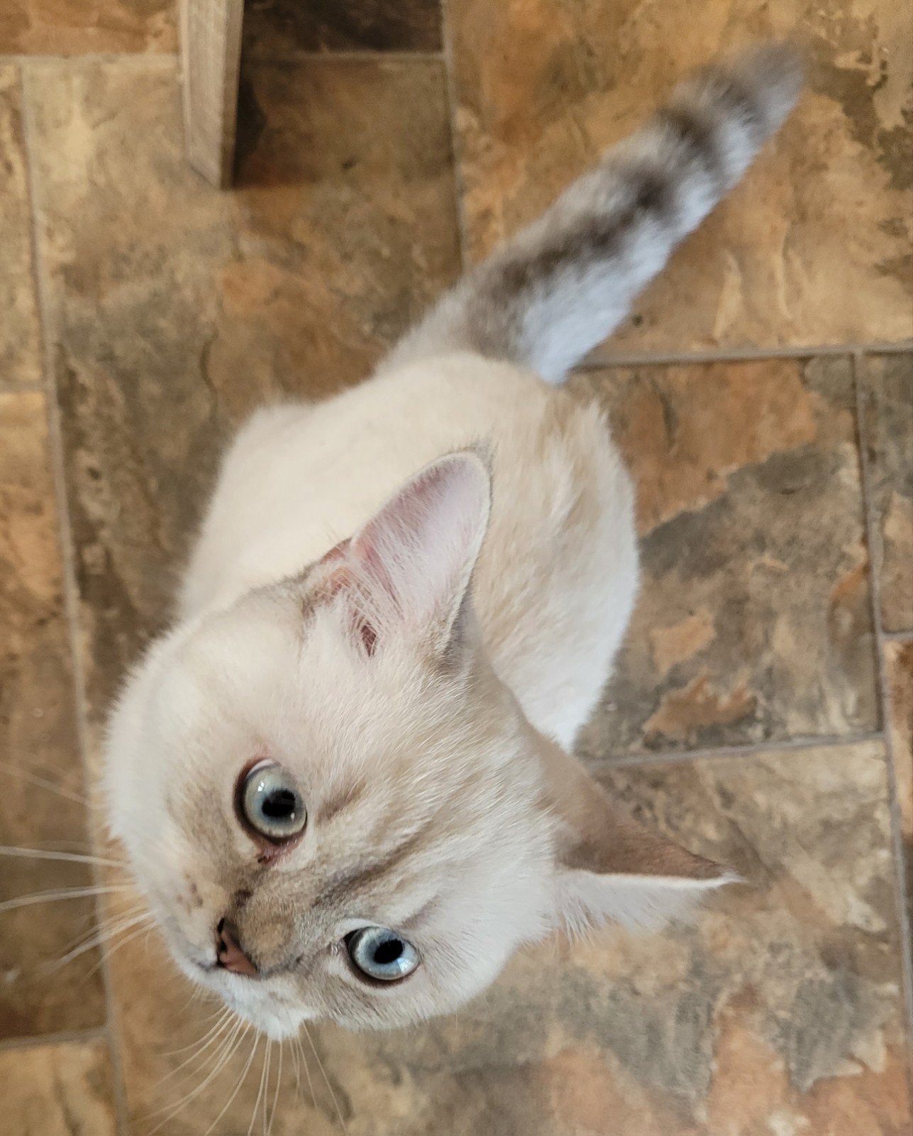 5 maanden oud BKH (kater) zoekt nieuw huis., Dieren en Toebehoren, Katten en Kittens | Raskatten | Korthaar, Kater, Ontwormd