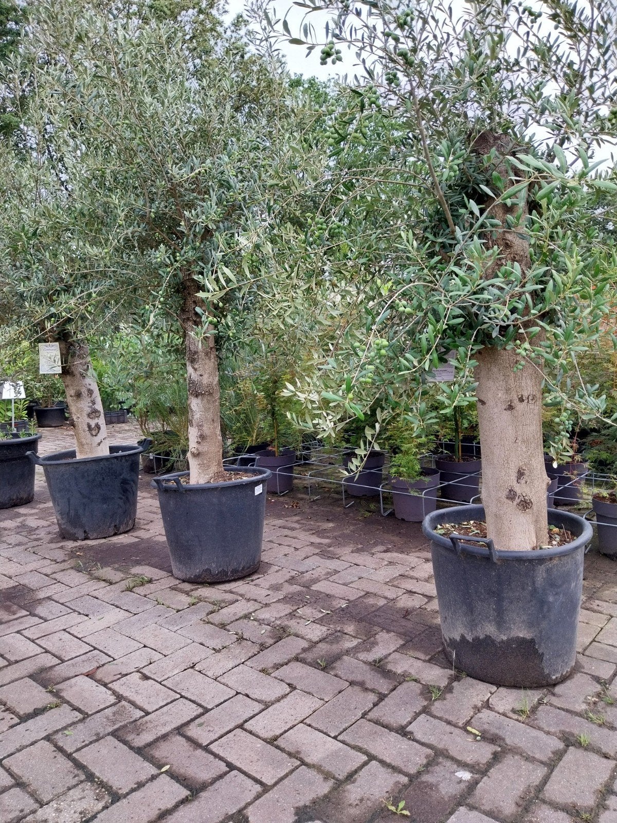 Dikke Olijfbomen - Prachtige Mediterrane Sfeer, Volle zon, Vaste plant, Bloeit niet, Ophalen