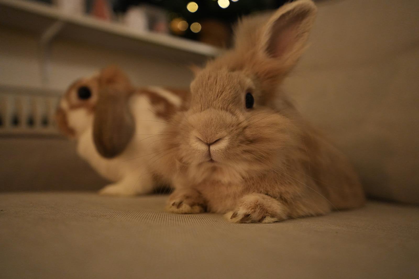 Nieuw huisje gezocht voor konijntjes, Meerdere dieren, Middelgroot, Hangoor, 3 tot 5 jaar