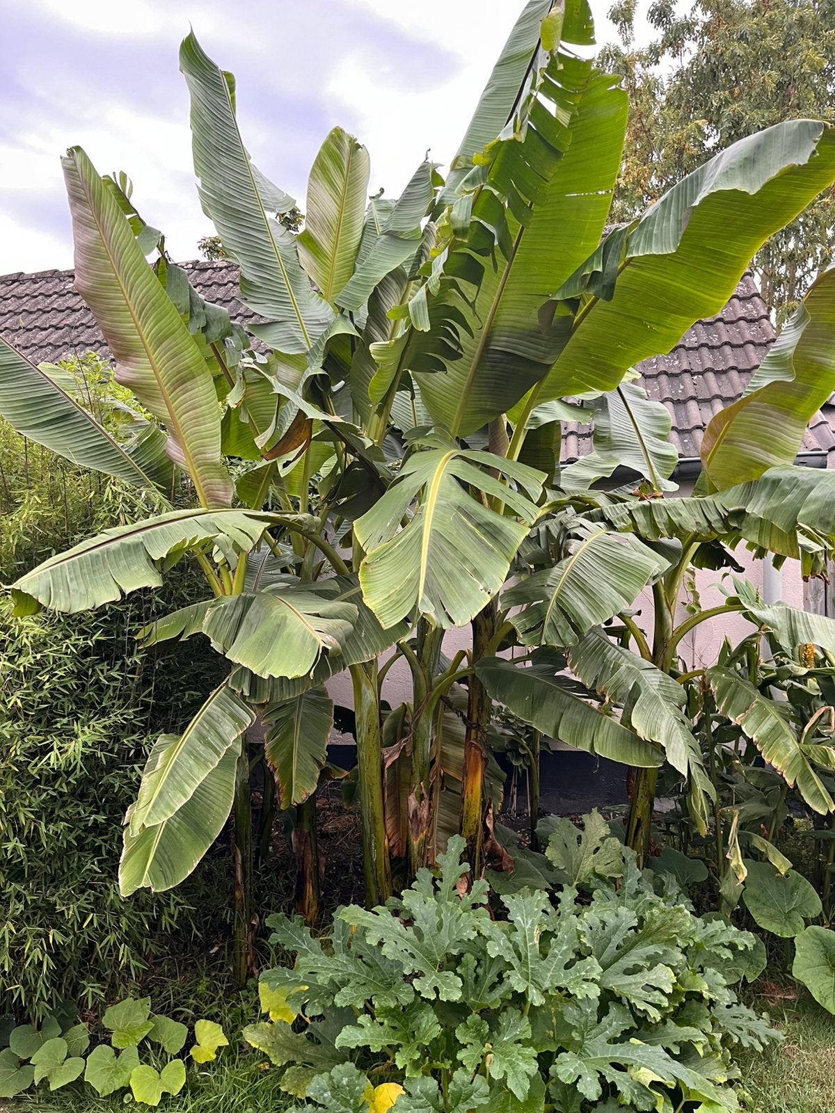 Musa Sikkimensis red tiger, Tuin en Terras, Ophalen, Overige soorten, Volle zon