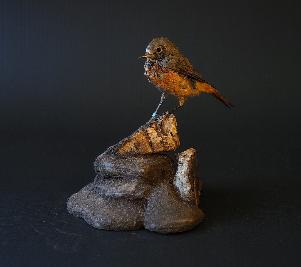 Opgezette Gekraagde Roodstaart, Ophalen of Verzenden, Nieuw, Vogel, Opgezet dier