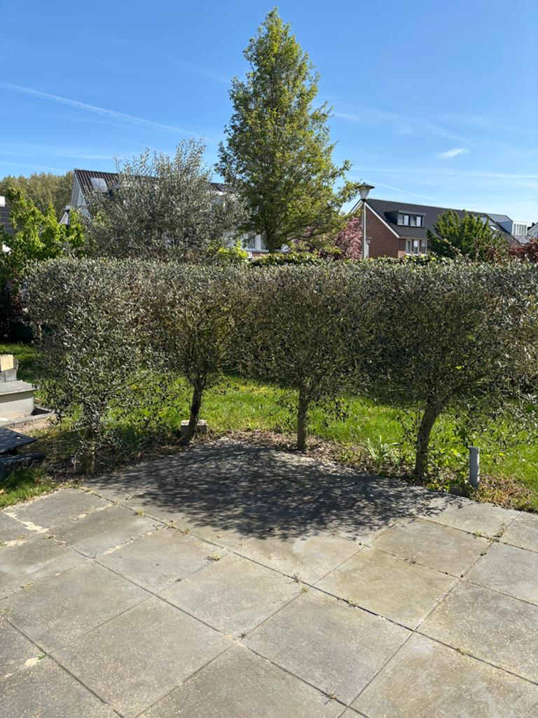 Olijfbomen te koop, 100 tot 250 cm, Olijfboom, Zomer, Ophalen