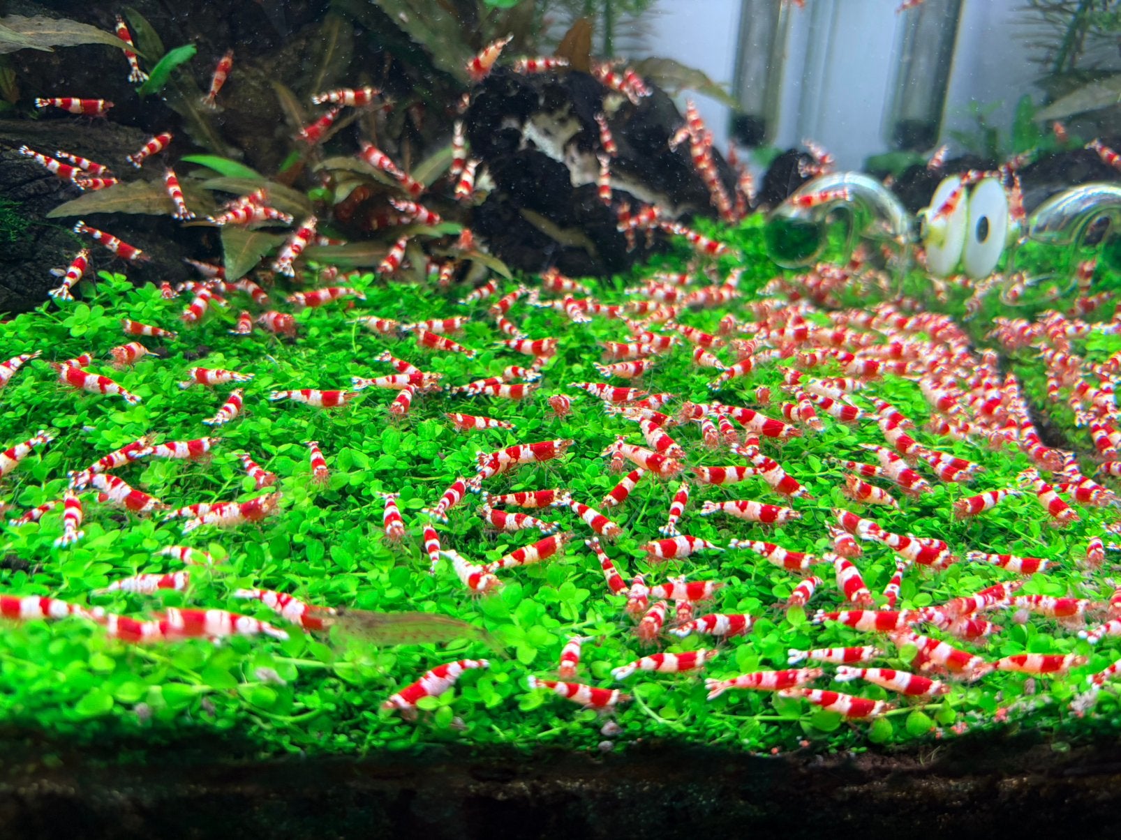 Crystal red garnalen, Kreeft, Krab of Garnaal
