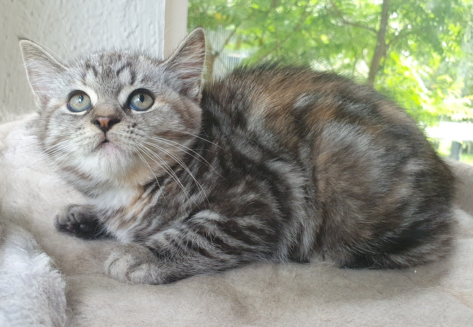lieve BKH Kitten kan gelijk mee, Poes, Ontwormd, 0 tot 2 jaar