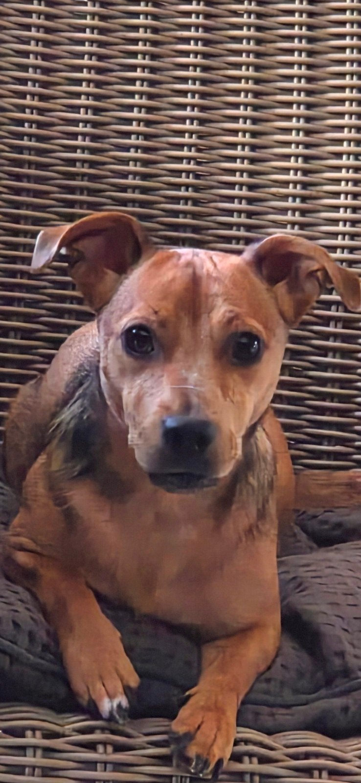Jack-Russel teefje 1jaar, Dieren en Toebehoren, Honden | Niet-rashonden, 15 weken tot 1 jaar, Teef, Eén hond, Klein