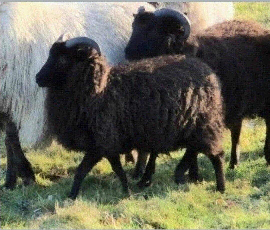 Mooie zwart bruin Ouessants schaapje, Dieren en Toebehoren, Mannelijk, Schaap, 0 tot 2 jaar