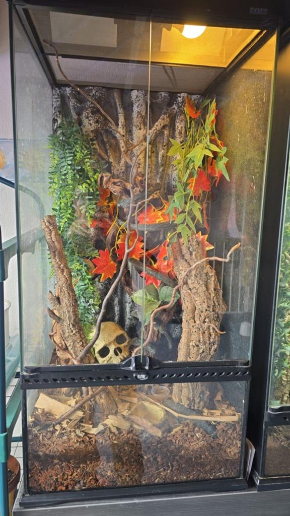 Opzoek naar wimper gekko terrariums, Ophalen of Verzenden