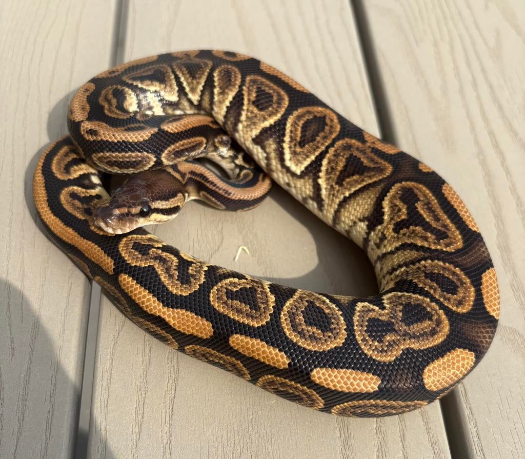 Cinnamon Crypton het Desert Ghost man Koningspython Green Tree Python - male for sale from willems