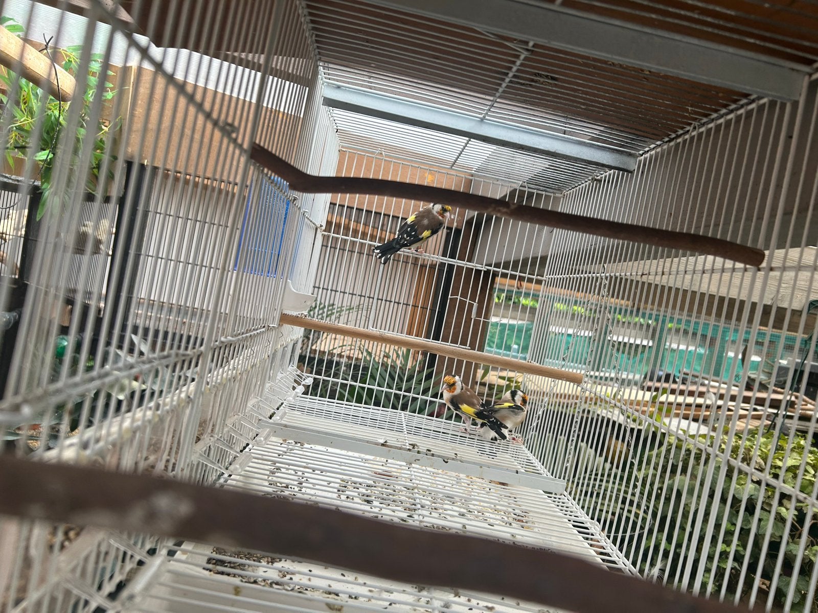 Bieden  putters, Geslacht onbekend, Wildzangvogel