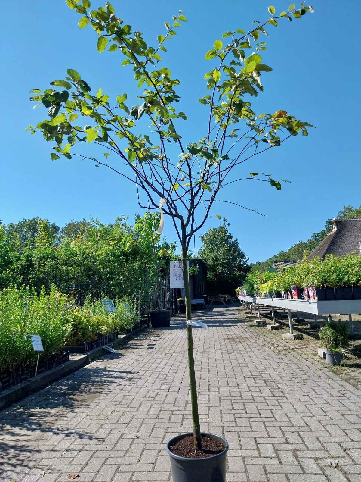 Kweepeer bomen (Cydonia) - Diverse soorten, Ophalen, Lente, Overige soorten, Volle zon