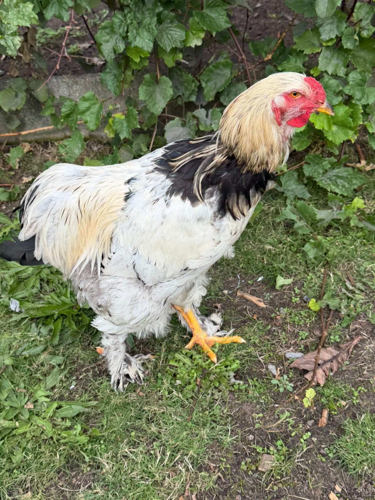Brahma haan, Dieren en Toebehoren, Mannelijk, Kip