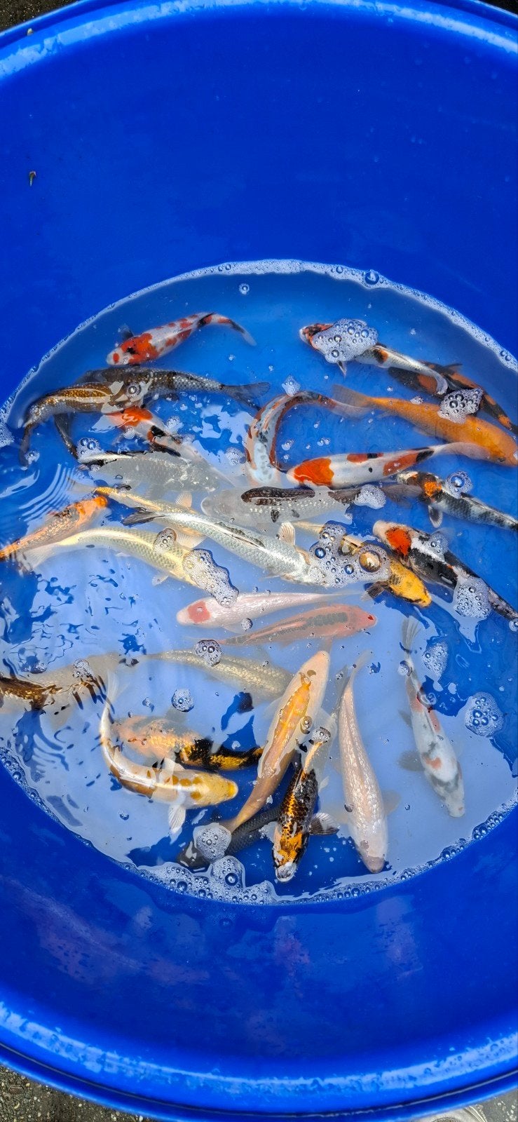 mooie tosai, Karper of Koi
