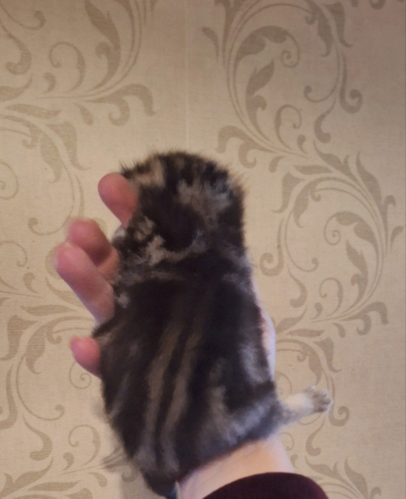 2 ragdoll x kittens zoeken goed huisje, Meerdere dieren, Ontwormd, 0 tot 2 jaar