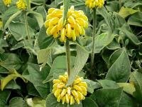 Phlomis. Brandkruid. Gifvrij. Grote wintergroene bladeren., Ophalen, Overige soorten, Volle zon