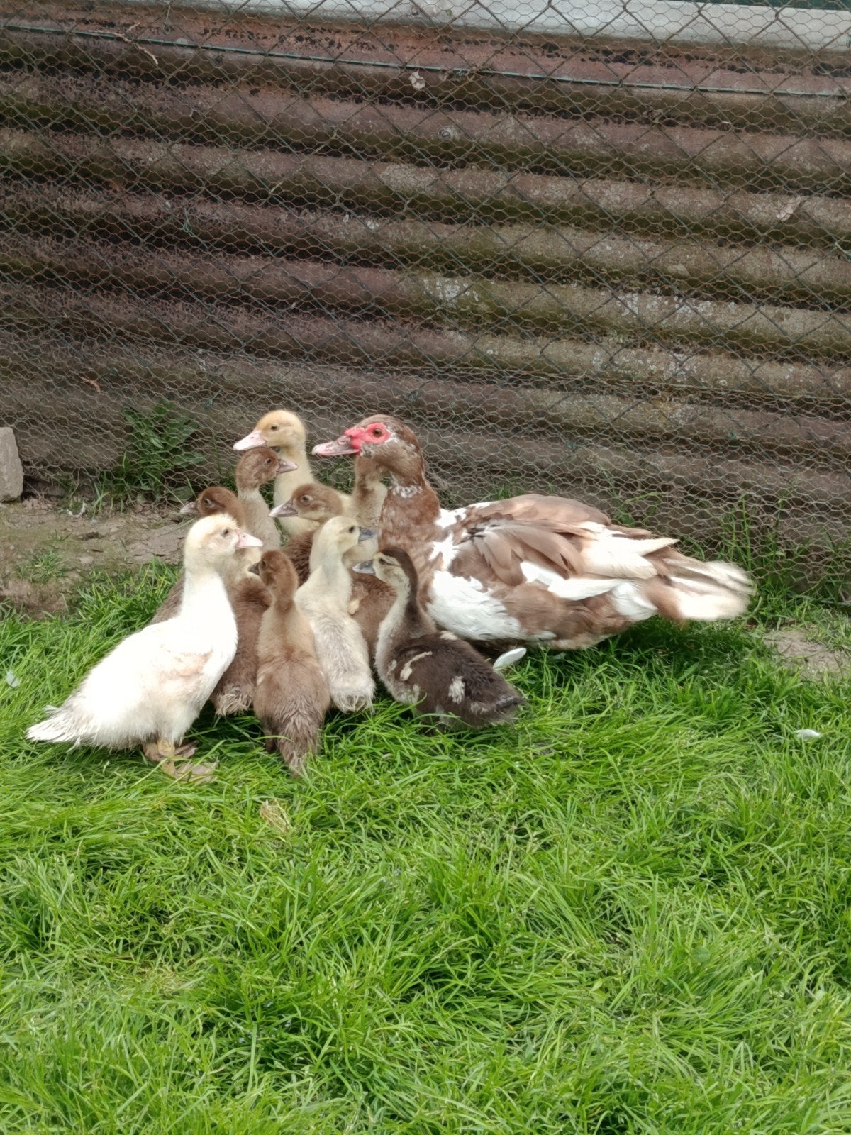 Een muskuseend met 9 kuikens, Meerdere dieren, Kip
