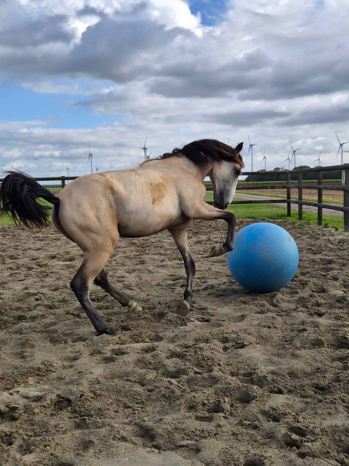Super lieve knappe lusitano hengst, Hengst, Met stamboom, 0 tot 2 jaar
