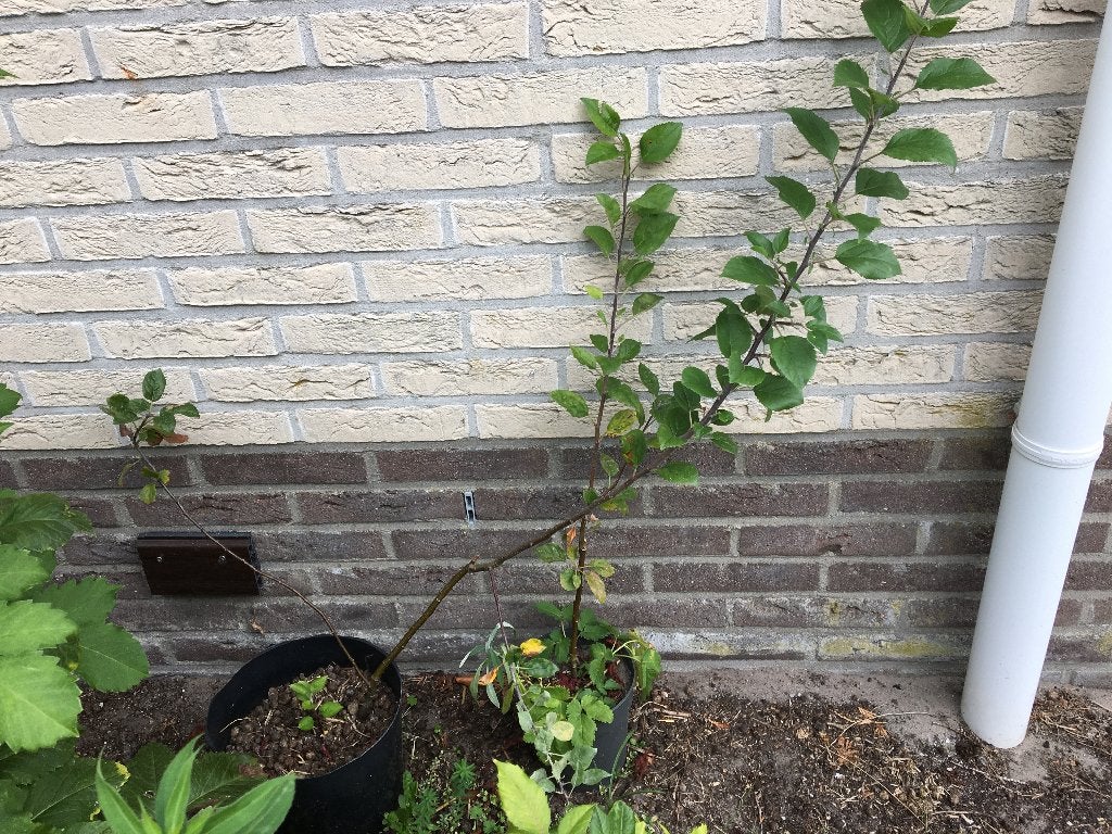 Appelboom in pot, Tuin en Terras, Ophalen, Minder dan 100 cm, Lente, Volle zon