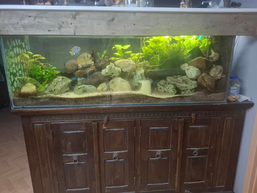 Mooi groot aquarium met vissen en een filter, Dieren en Toebehoren, Vissen | Aquariumvissen, Vis