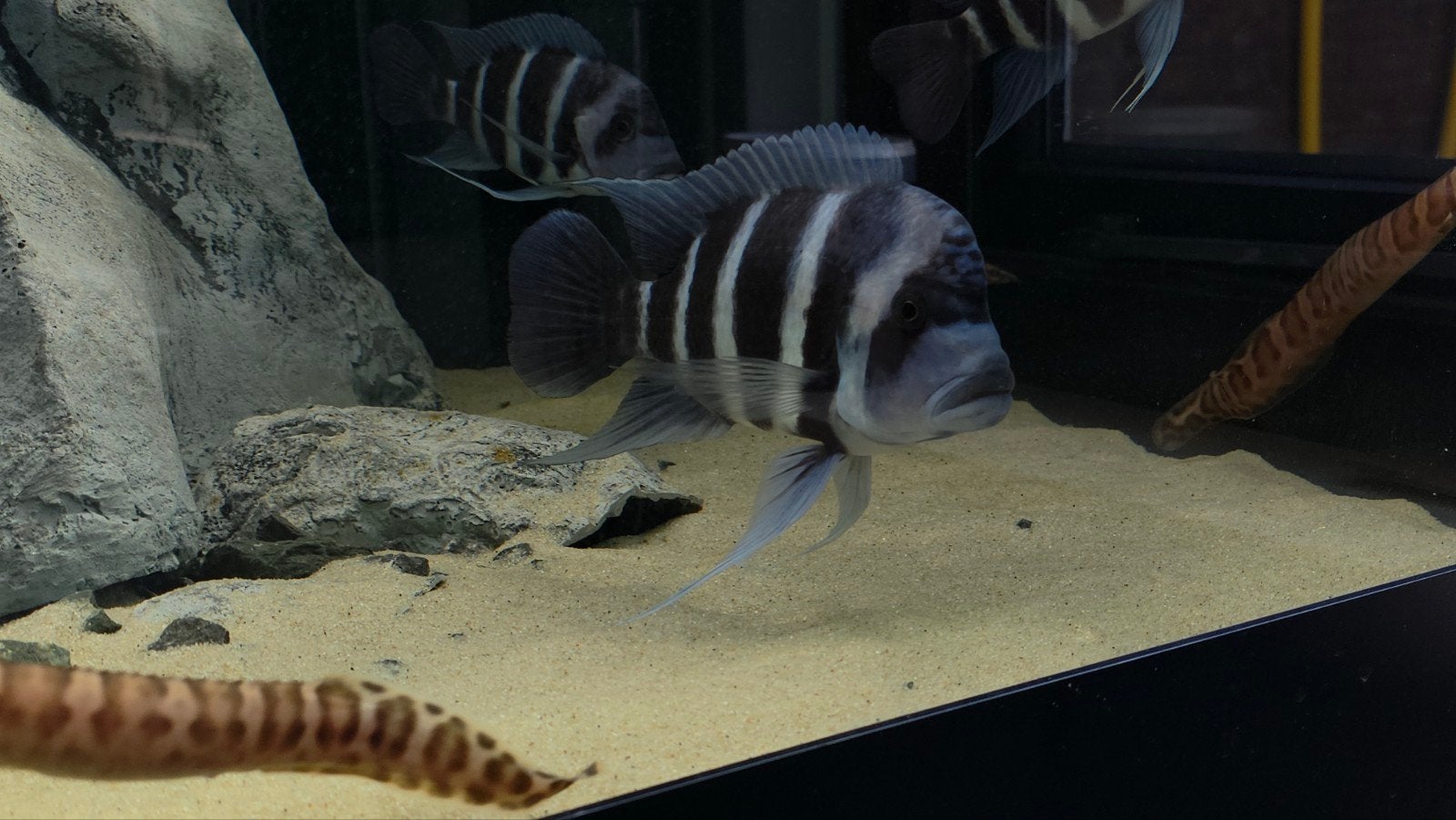 frontosa, Dieren en Toebehoren, Vissen | Aquariumvissen, Vis