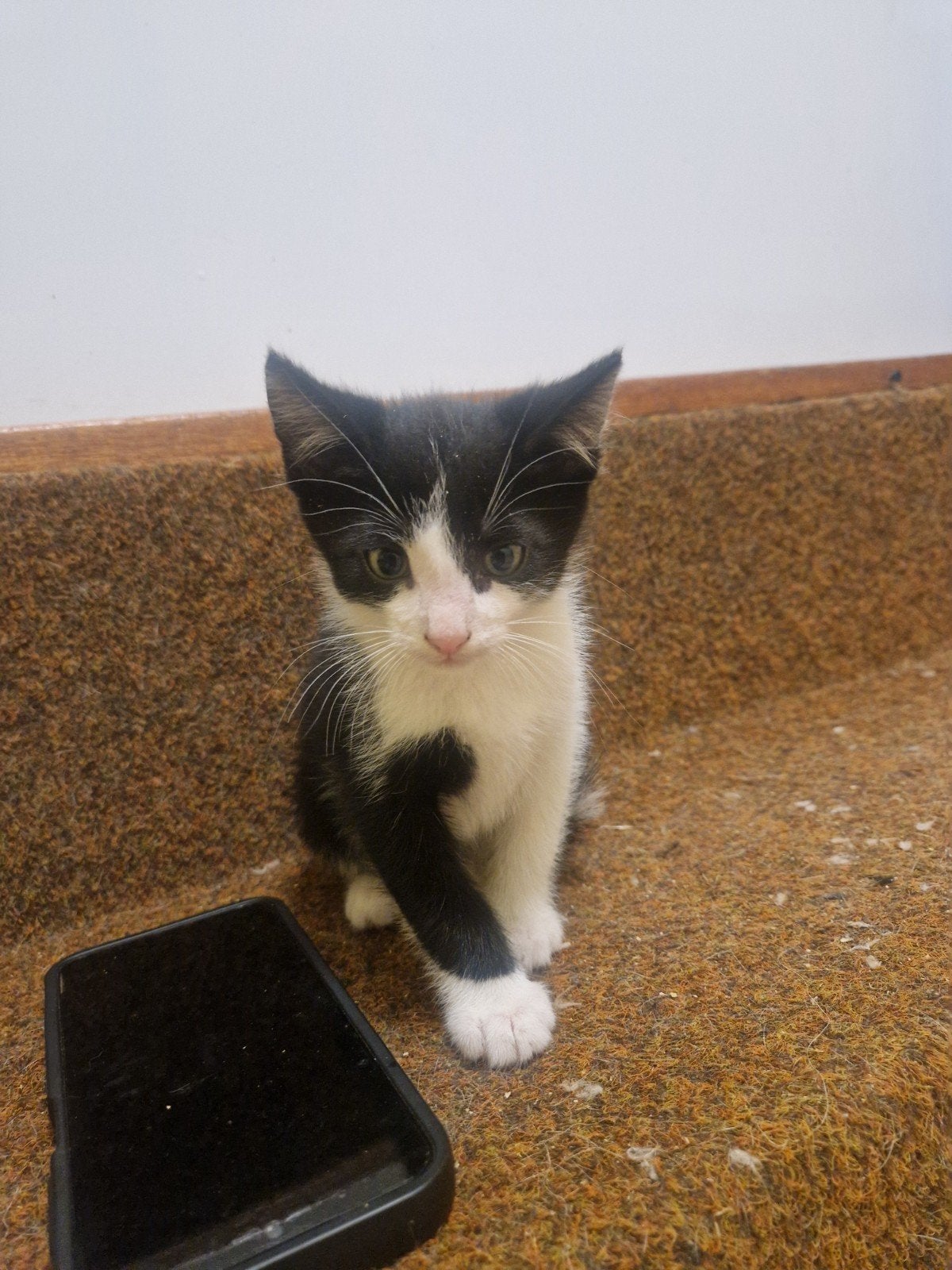 jonge kittens, Dieren en Toebehoren
