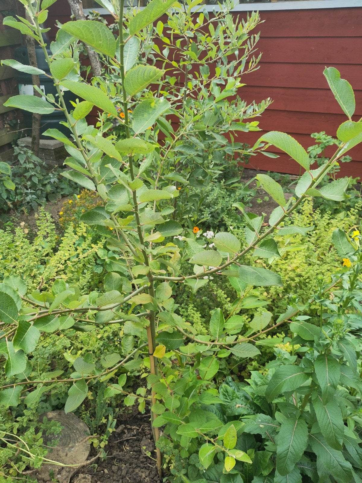Gratis wilgenboompje, Ophalen, Overige soorten, 100 tot 250 cm