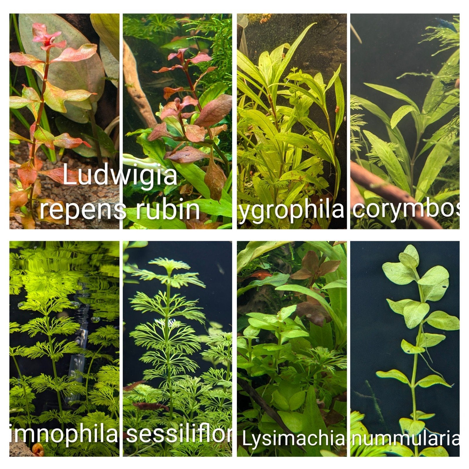 Aquarium planten, Ophalen, Nieuw, Plant(en), Steen of Hout