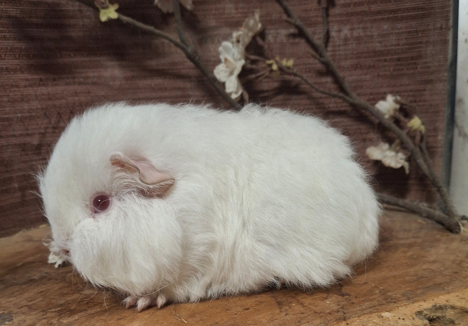 Ch teddy cavia zeugje, Dieren en Toebehoren, Knaagdieren, Juni, Vrouwelijk, Cavia