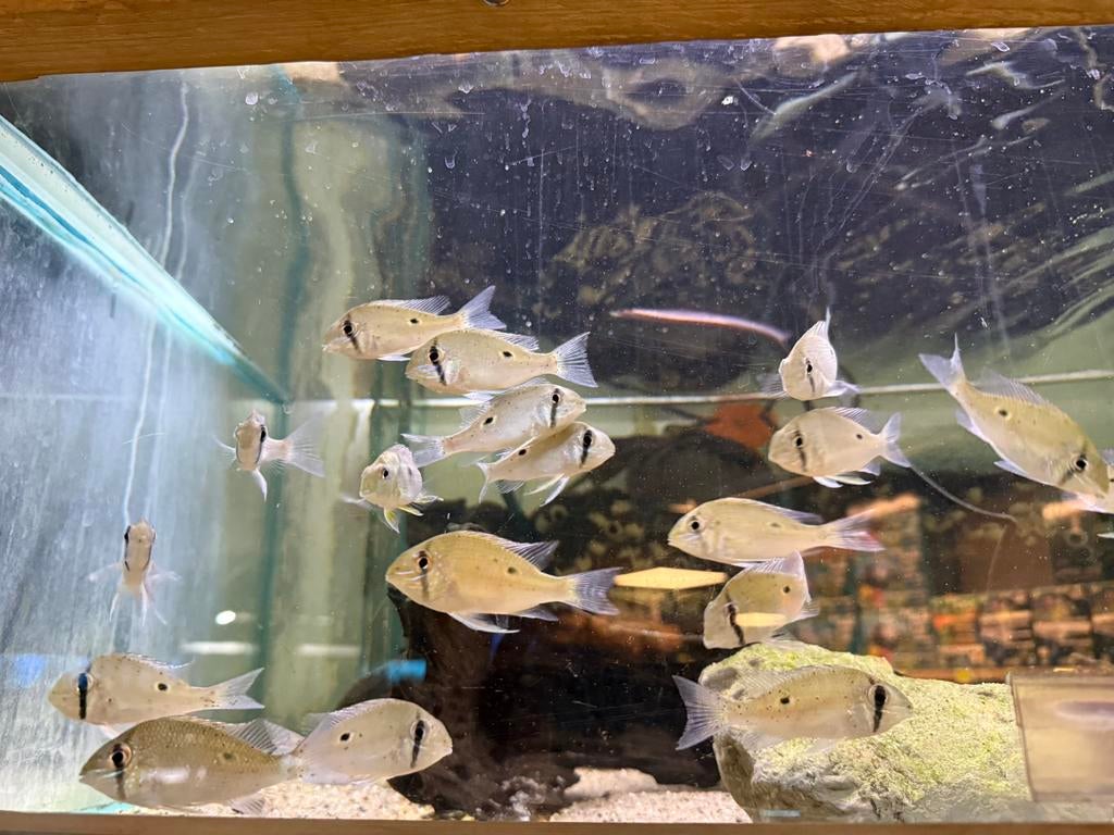 Biotodoma wavrini, Vis, Zoetwatervis, Schoolvis