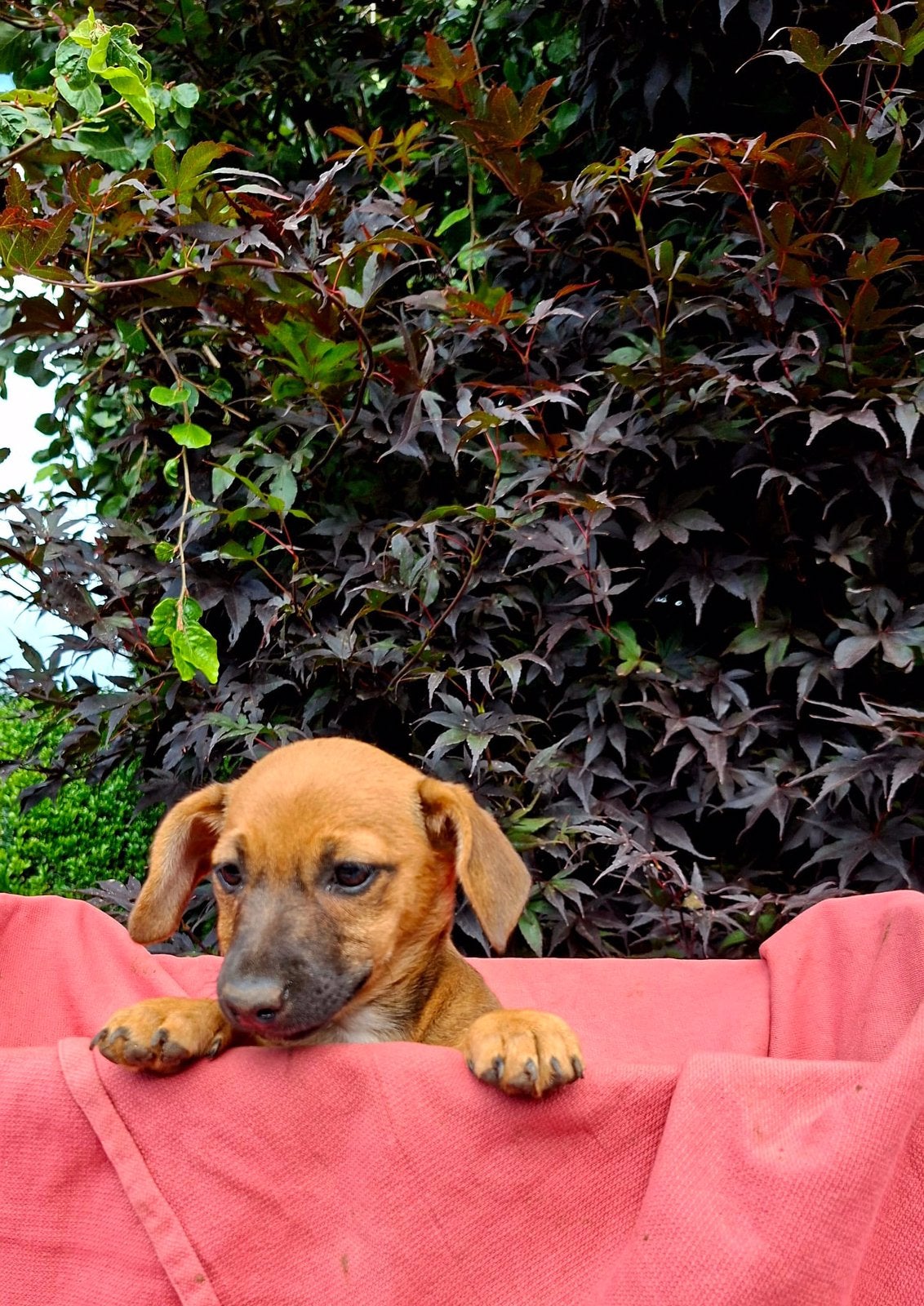 Mooie en lieve Pup Jack Russels, Dieren en Toebehoren, Honden | Jack Russells en Terriërs, Jack Russell Terriër, 8 tot 15 weken